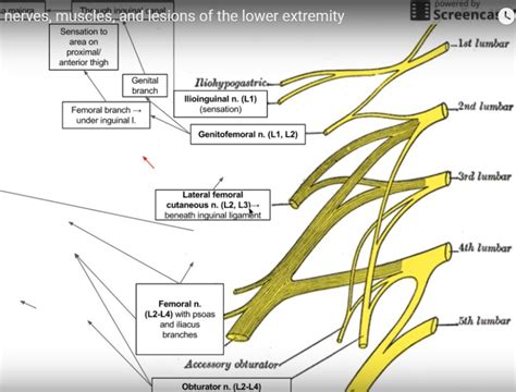 Anatomy and Innervation of the Lumbar Plexus — OrthopaedicPrinciples.com