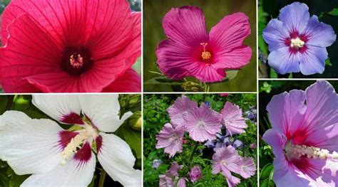 Hardy Hibiscus: Care and Growing Guide