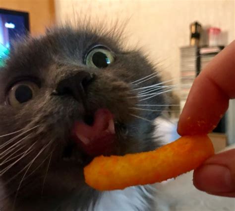 Cat tries a cheese curl for the first time and his reaction is hilarious