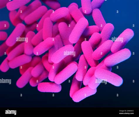 Bordetella pertussis bacteria, illustration Stock Photo - Alamy