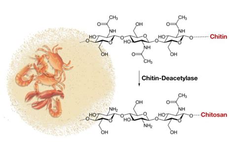 An Overview, Properties and Biomedical Applications of Chitosan