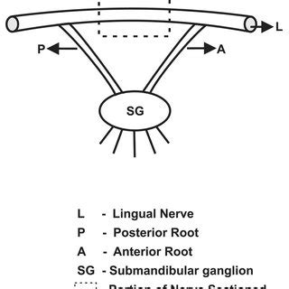 Diagram showing portion of the lingual nerve sectioned | Download ...