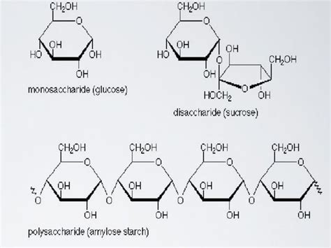 Biomolecules | PPT