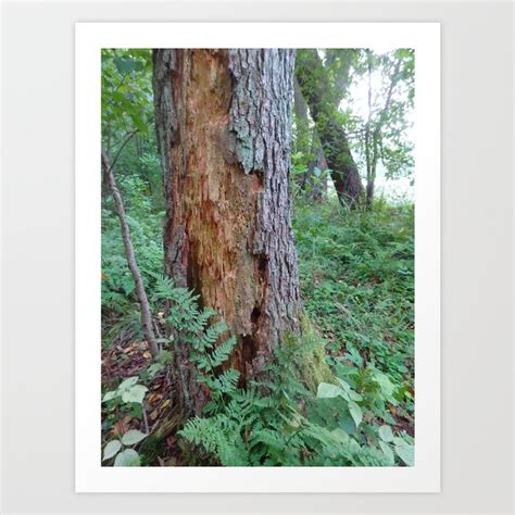 Old Forest Tree nature landscape photography Art Print by Deco Eco | Society6