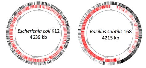 molecular biology - Why do some bacteria have most genes on the leading ...