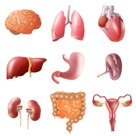 Free Vector | Human organs set