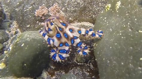 Venomous Blue-Ringed Octopus Filmed on Australian Swimming Beach