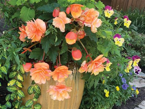 Growing begonias - Kerby News - Featured