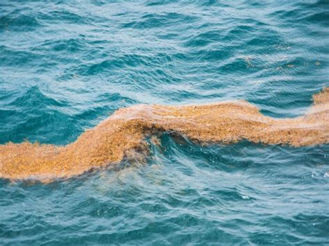 Sargassum in the Atlantic Ocean Reaches a New Spring High - Geography Realm