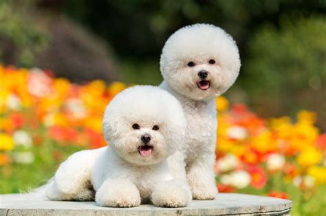 Best Small Dog Breeds For Kids | Kids Matttroy