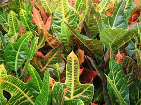 When and How to Prune a Croton Plant (Essential Guide) - Petal Republic