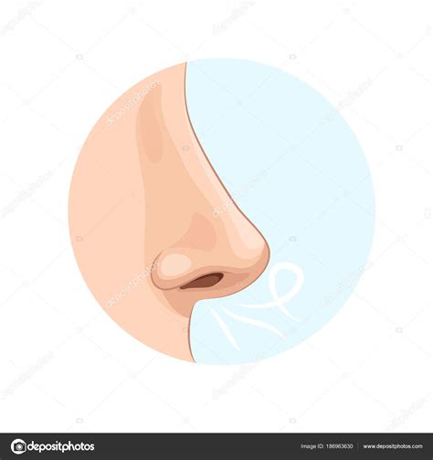 Organ of human smell, nose. Biology, anatomy of man. Stock Vector Image by ©ideyweb #186963630