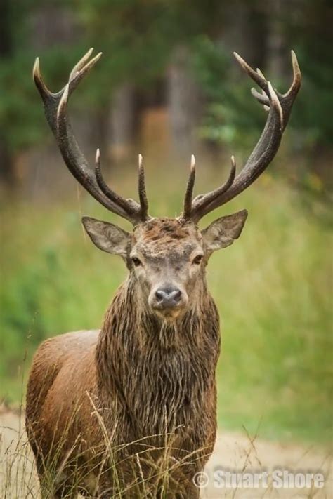 Red Stag by Stuart Shore / 500px | Animals wild, Deer photos, Nature animals