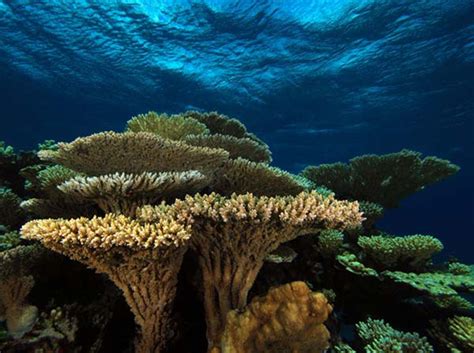 What Are Coral Reefs? | Live Science