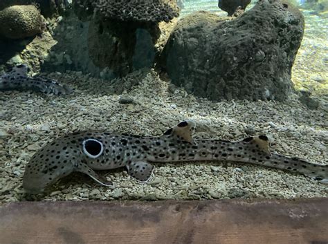 Epaulette Shark | Oceanarium, the Bournemouth Aquarium