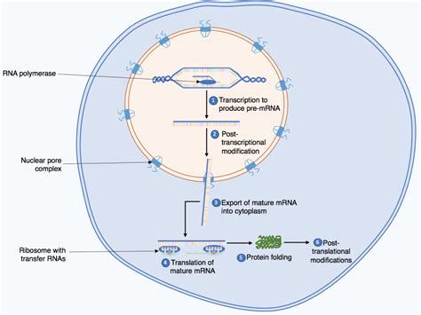 The Process of Protein Synthesis