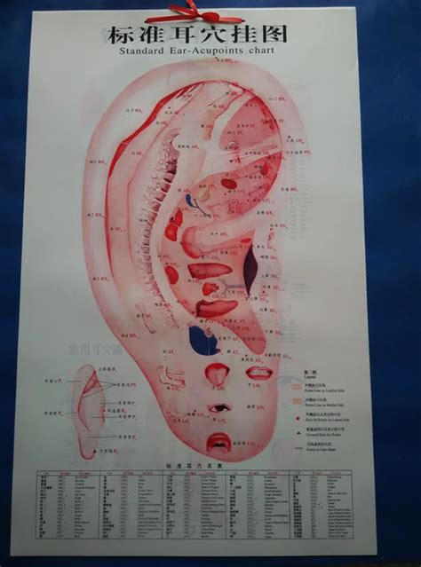 standard Ear Acupoints chart ear acupuncture massage wall chart Chinese and English acupuncture ...