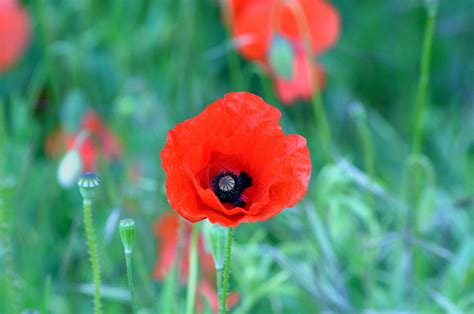 Poppy Flower Plant Red - Free photo on Pixabay - Pixabay