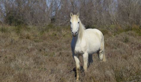 Camargue Horse Breed Profile: History, Characteristics, and Care - Helpful Horse Hints