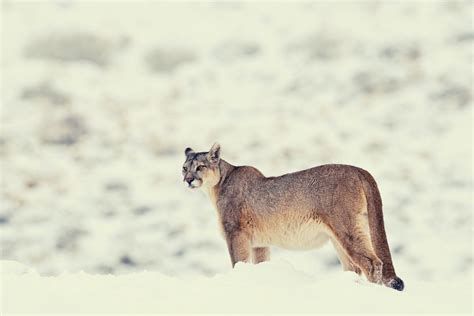 Mountain Lion in Dreams Meaning: 6 Different Symbolism You Must Know ...