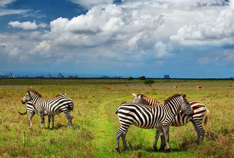 12 Top-Rated Tourist Attractions in Nairobi | PlanetWare