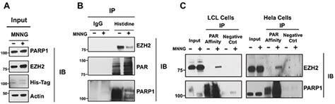 Oncotarget | Poly(ADP-ribose) Polymerase 1, PARP1, modifies EZH2 and ...