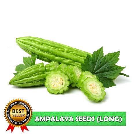 AMPALAYA SEEDS -10pcs seeds /F1 HYBRID/LONG GREEN/HIGH YIELD (1PACK ...