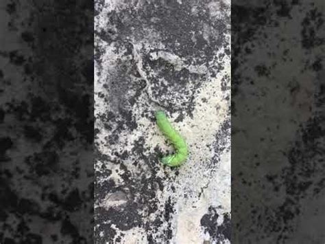 What Does Hornworm Poop Look Like? (Throw It? Or Use It?) | Your Indoor ...