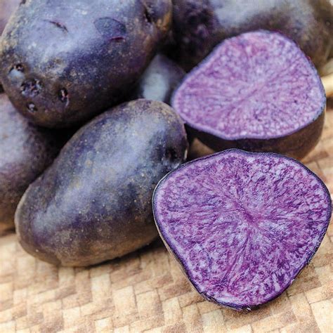 Gurney's Seed Potato Purple Majesty (2 lb. Package) 86972 - The Home Depot