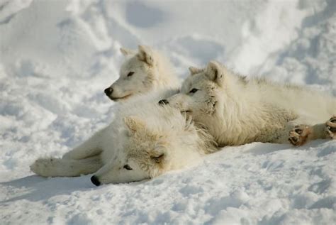 LOUP ARCTIQUE