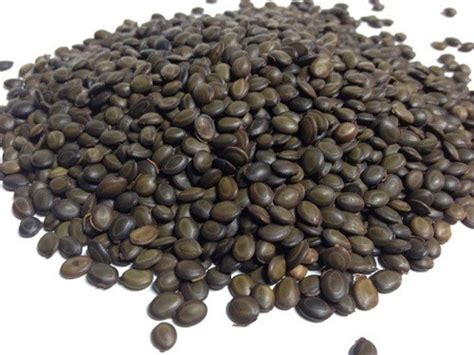 EasySeeds Desi Babool,Acacia Nilotica Seed Price in India - Buy EasySeeds Desi Babool,Acacia ...