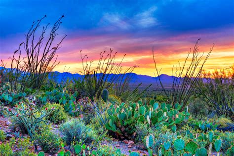 An Insider's Guide to Arizona's Saguaro National Park