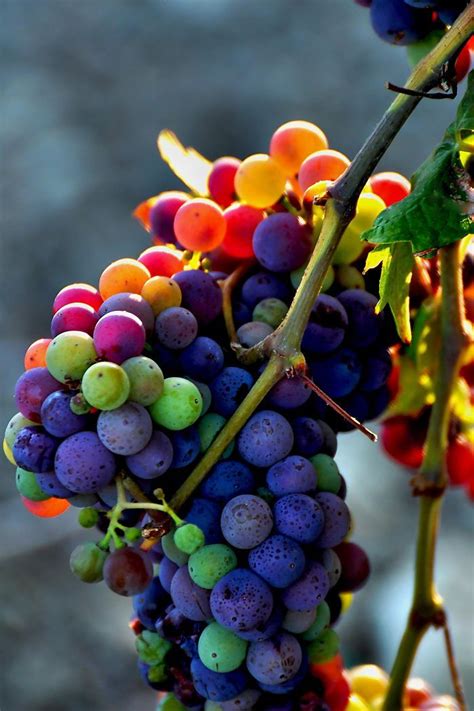 The Enchanting Splendor of Multicolored Grapes: Revealing the Radiant ...