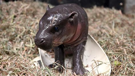 Metro Richmond Zoo welcomes baby pygmy hippopotamus in time for ...