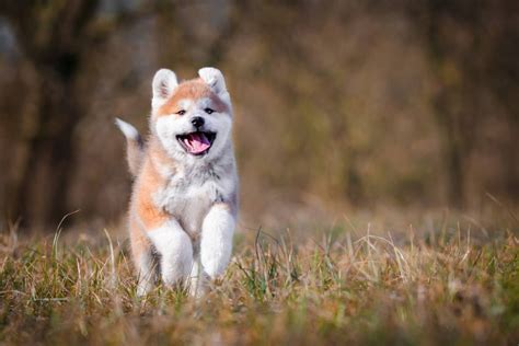 Akita Colors - Brindle | Red | Black | White