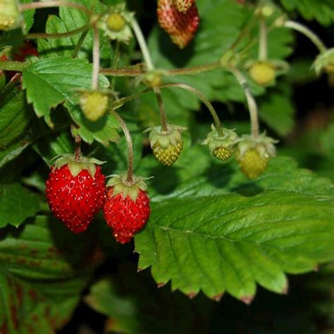 Strawberry California Variety - Nestreeo.com