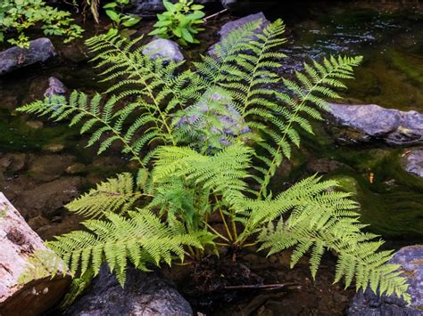 Lady Fern Plants - Learn How To Grow A Lady Fern