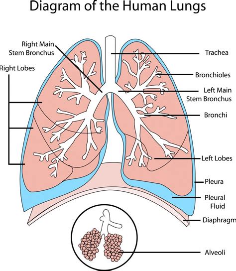 lungs diagram | How do we breathe? (Lungs and Pleura) | Interactive ...