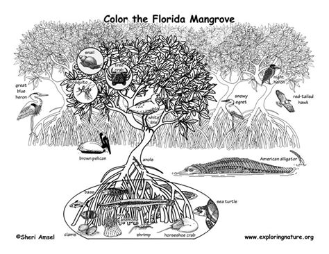 Florida animals coloring pages download and print for free