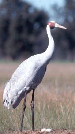 Dancing brolga › Nature Features (ABC Science)