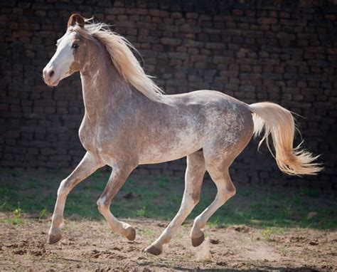 These 18 Horses Have The Most Unusual And Beautiful Colors In The World.