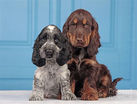 English Cocker Spaniel Puppies Photograph by Jean-Michel Labat - Fine Art America