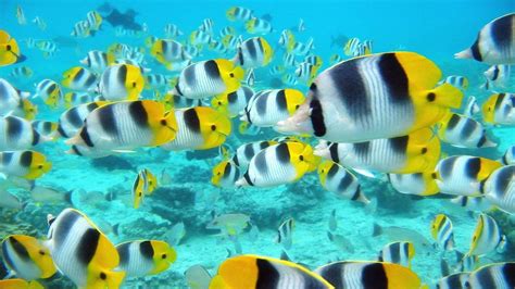 Tropical Fish Wallpaper (63+ images)