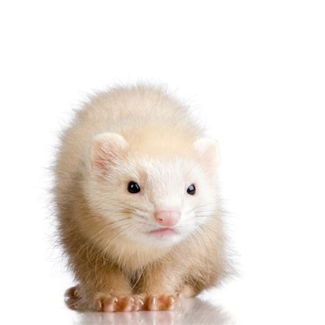 Premium Photo | Blue male ferret kit in front of a white background