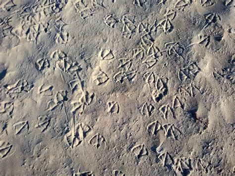 Seagull Footprints Free Stock Photo - Public Domain Pictures