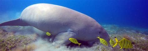 World Dugong Day 2020: Marine mammal fighting for survival in Indian waters