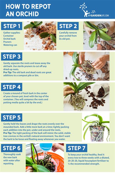 How to Repot an Orchid | Repotting orchids, Growing orchids, Indoor orchids