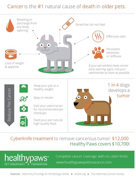 What You Need to Know About Cancer and Pet Insurance | Healthy Paws Pet Insurance