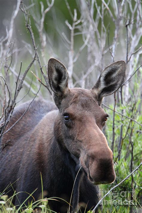 Female Moose Cow Photograph by Steve Javorsky