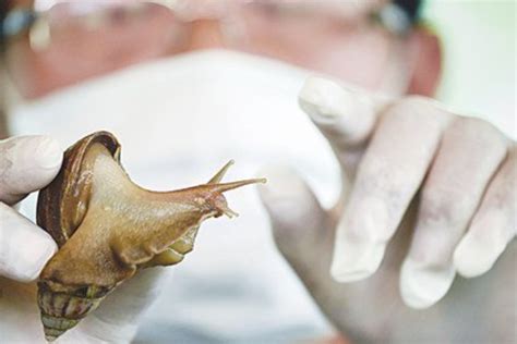 Snail Mucus Becomes Wound Adhesive in China - World Today News